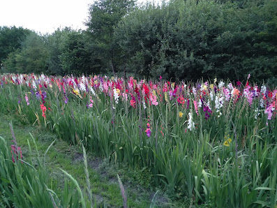 Blumen zum selber schneiden