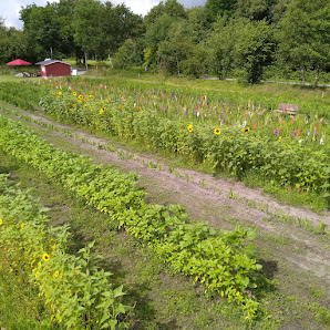 Blumen zum selber schneiden