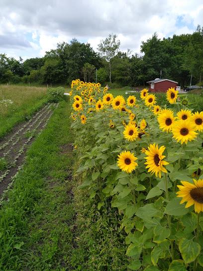 Blumen zum selber schneiden