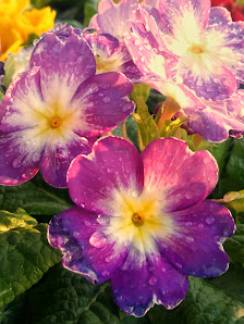 Wiesmoor Blumencenter Aurich