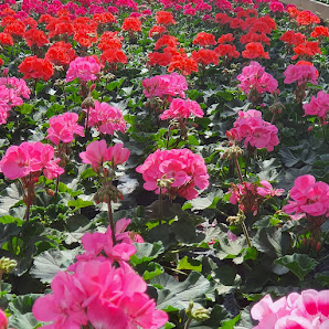 Blumen Fremy
