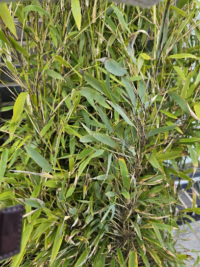 Bamboo Wonderwalls