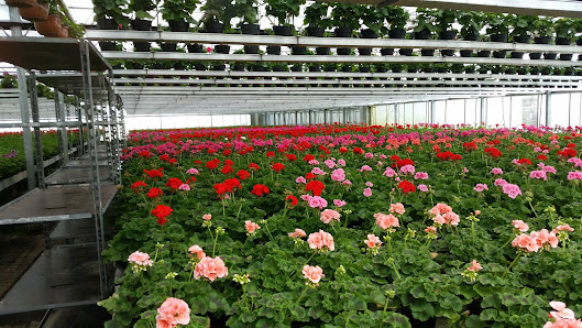 Hunsche Blumen und Floristik