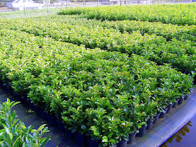 Gartencenter Bartels