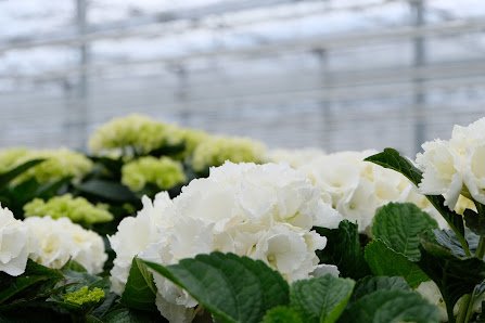 Freese Gartenbau KG