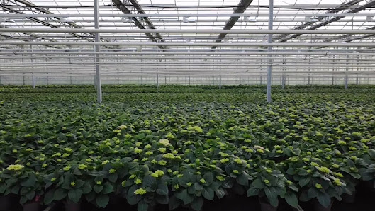 Freese Gartenbau KG