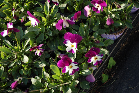 Blumen Liede