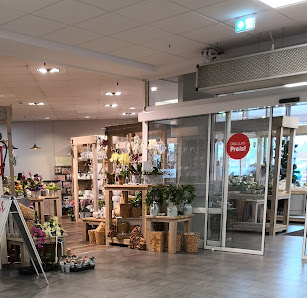 Blume Ideal