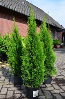Plantenwelt Wiesmoor