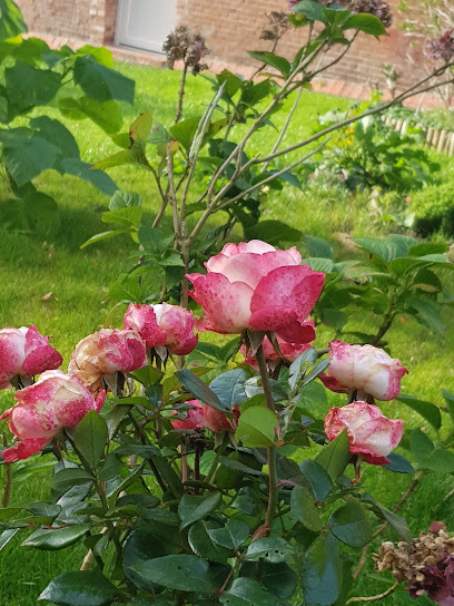 Gartenbauer