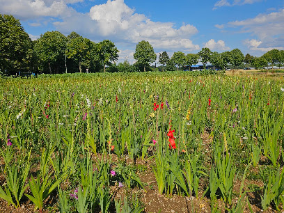 Blumen selbst pflücken
