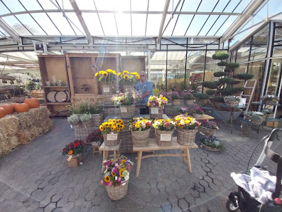 Pflanzen Mohr - Baumschule | Gartencenter | Gartengestaltung