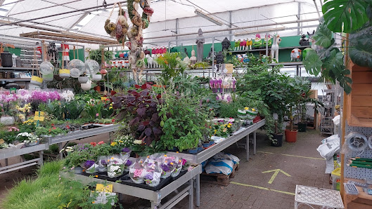 Roozen Blumen und Pflanzen