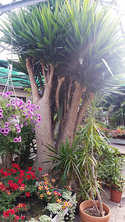 Roy Gärtnerei und Blumenfachgeschäft e.K.