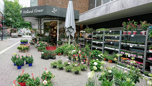 Holland Flower