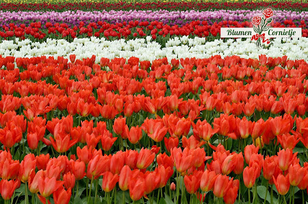 Blumen Cornielje