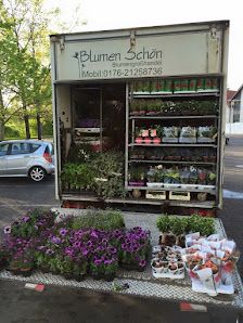 Blumen Schön