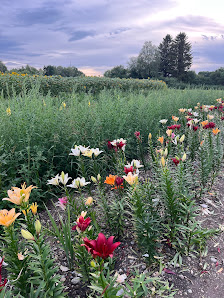 Blumen zum selberschneiden