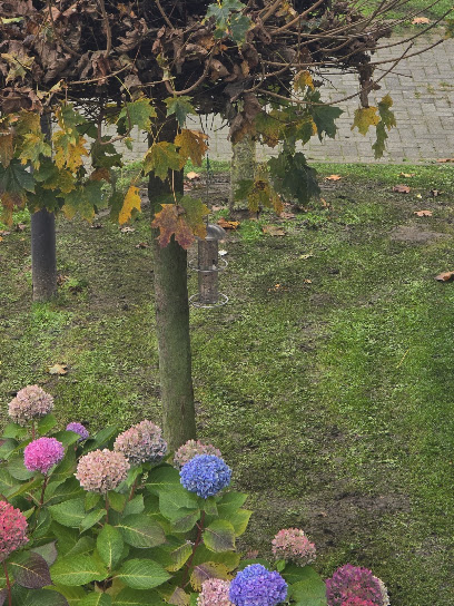 Mennigmann Garten- und Landschaftsbau GmbH