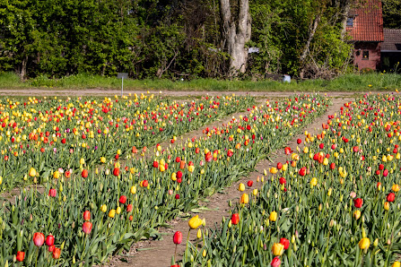 Beckmanns Blumen