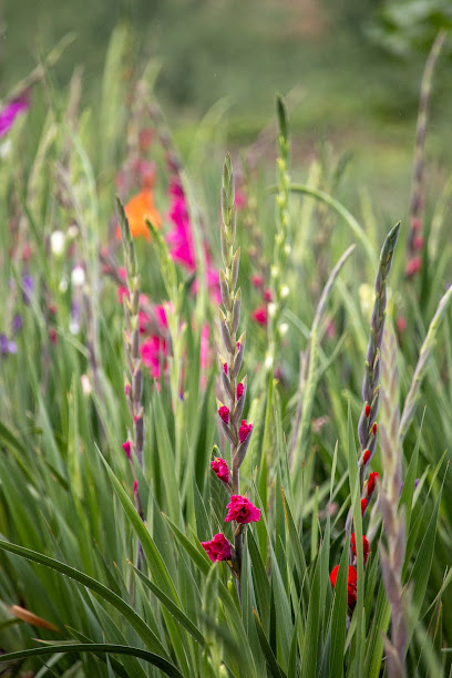 Beckmanns Blumen