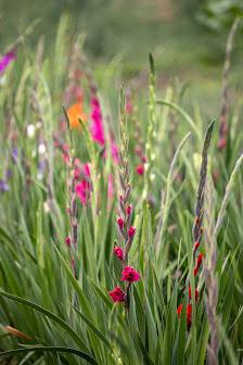 Beckmanns Blumen