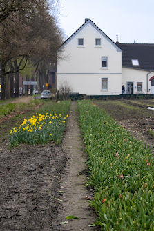 Beckmanns Blumen
