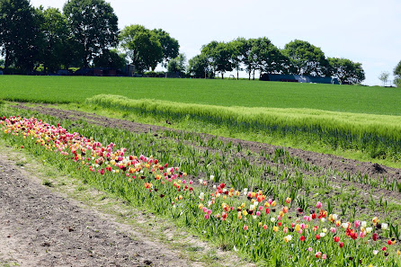 Beckmanns Blumen