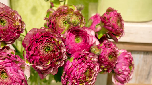 Blumen Kaimer