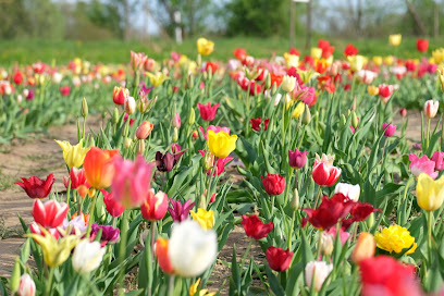 Blumen selber schneiden