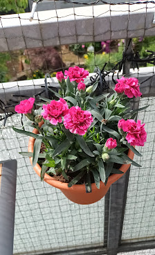 Monheimer Blumenmarkt