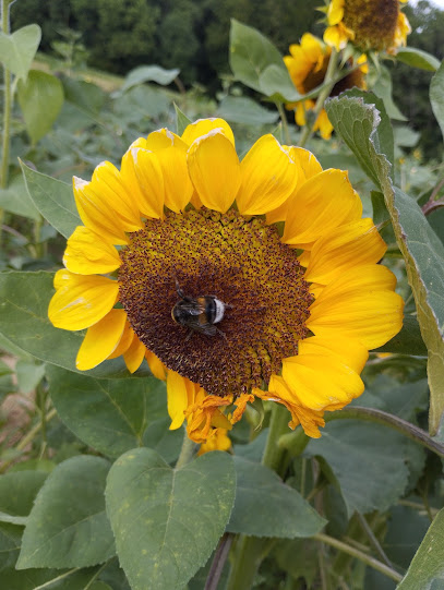 Blumen zum Selberschneiden, Junkersholz