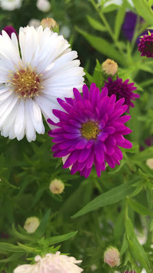 Blumen zum Selberschneiden, Junkersholz