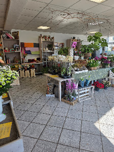 Blumen Schmidt