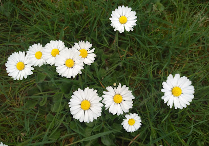 Bellis Gartenplanung