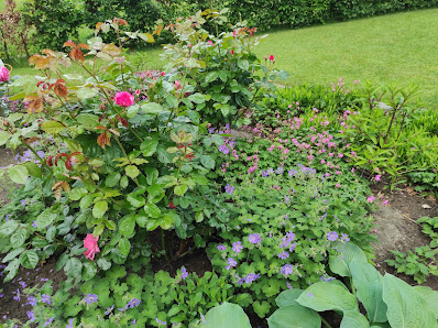 Bellis Gartenplanung