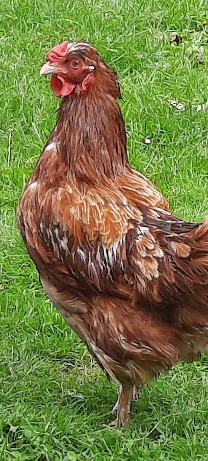Elke Hörnes Gartenbau