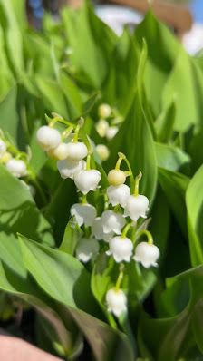 H. Bendfeldt