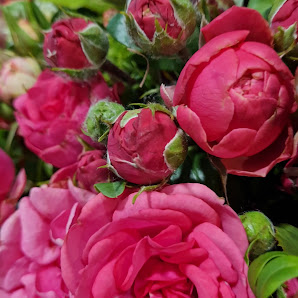 Blumen Roschlau