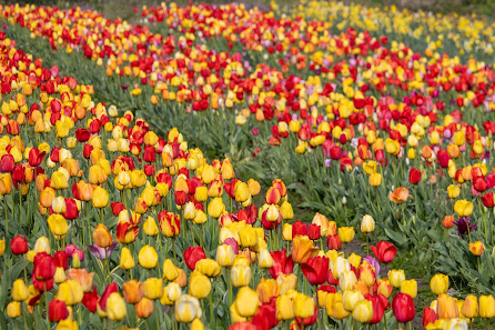 Beckmanns Blumen