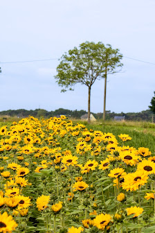 Beckmanns Blumen