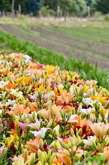 Beckmanns Blumen