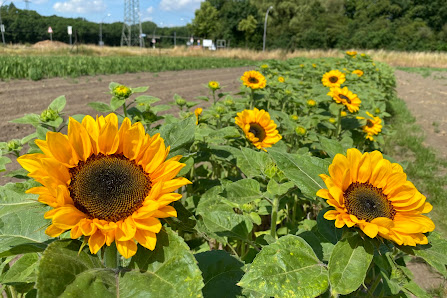 Beckmanns Blumen