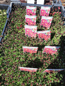 Bottroper Pflanzenhof GmbH - KEIN Privatverkauf
