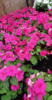 Blumen Ottenhues Rheine-Wadelheim
