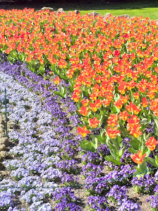 Blumen Brüning