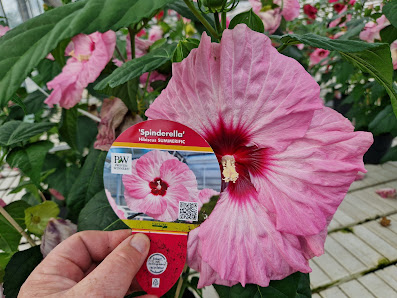 Blumen Strickmann Gärtnerei