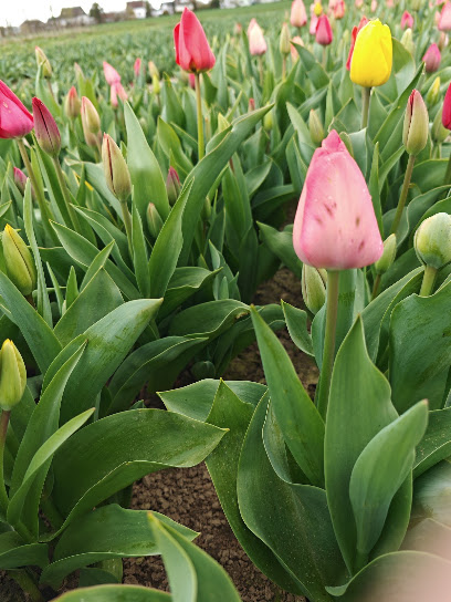 Blumenmarkt in Kamen