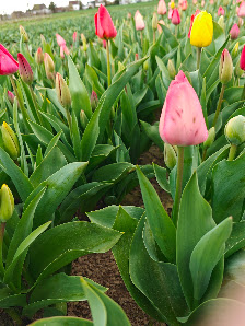 Blumen selber schneiden, Standort Kamen, Ferdinands Blumenparadies