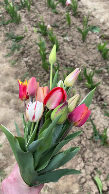 Blumen zum selber pflücken